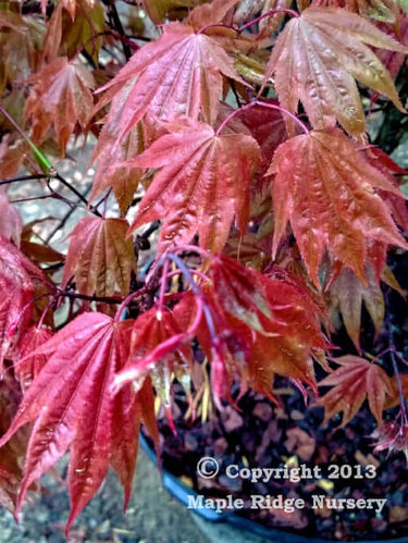 Acer palmatum 'Ruslyn in Pink' - mapleridgenursery
